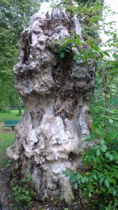 Baumstamm im Englischen Garten